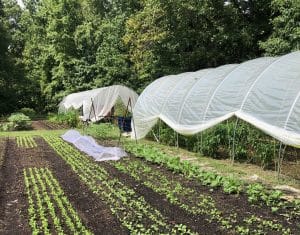 FrankFarm_Rows