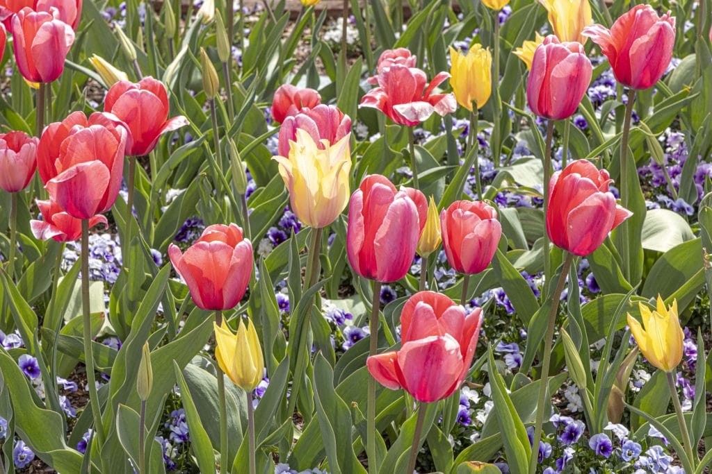 Blooming into spring at Lewis Ginter Botanical Garden